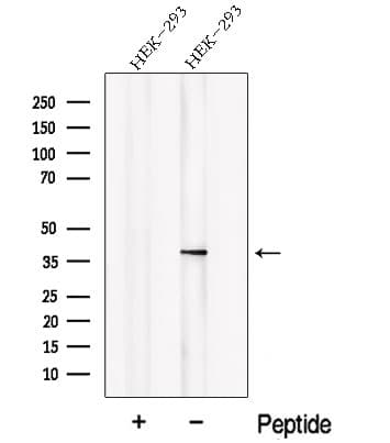 NSFL1C Antibody