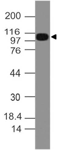 NALP3 / NLRP3 Antibody