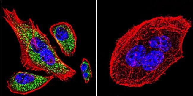 Goat Anti-Mouse IgG Secondary Antibody (DY488)