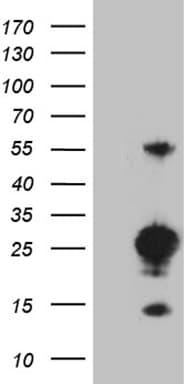 MED9 Antibody (clone OTI4G9)