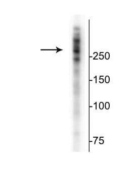 MAP2 Antibody