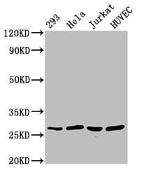 CACYBP Antibody