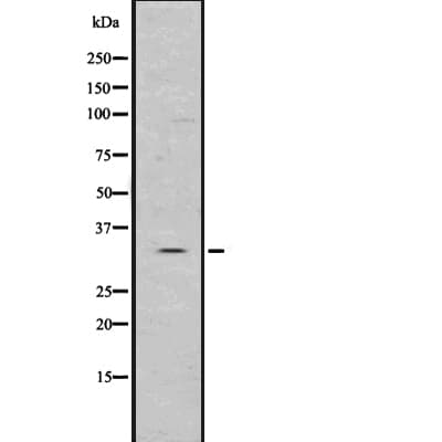 BIRC8 / ILP2 Antibody