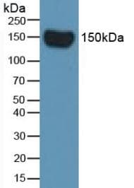 CFH / Complement Factor H Antibody (FITC)