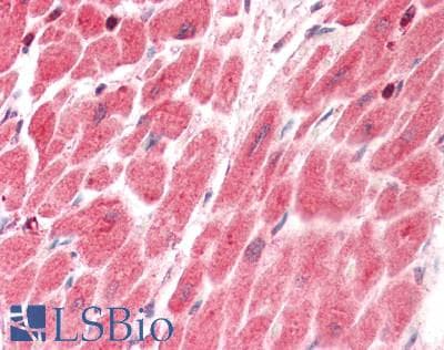 IHC-plus™ PTGES2 Antibody