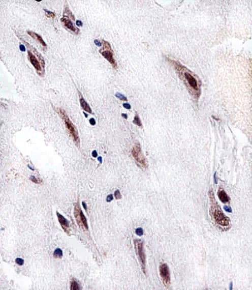 CSNK2A1 Antibody (aa250-284)