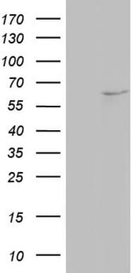 NAE1 / APPBP1 Antibody (aa1-274, clone OTI1E9)
