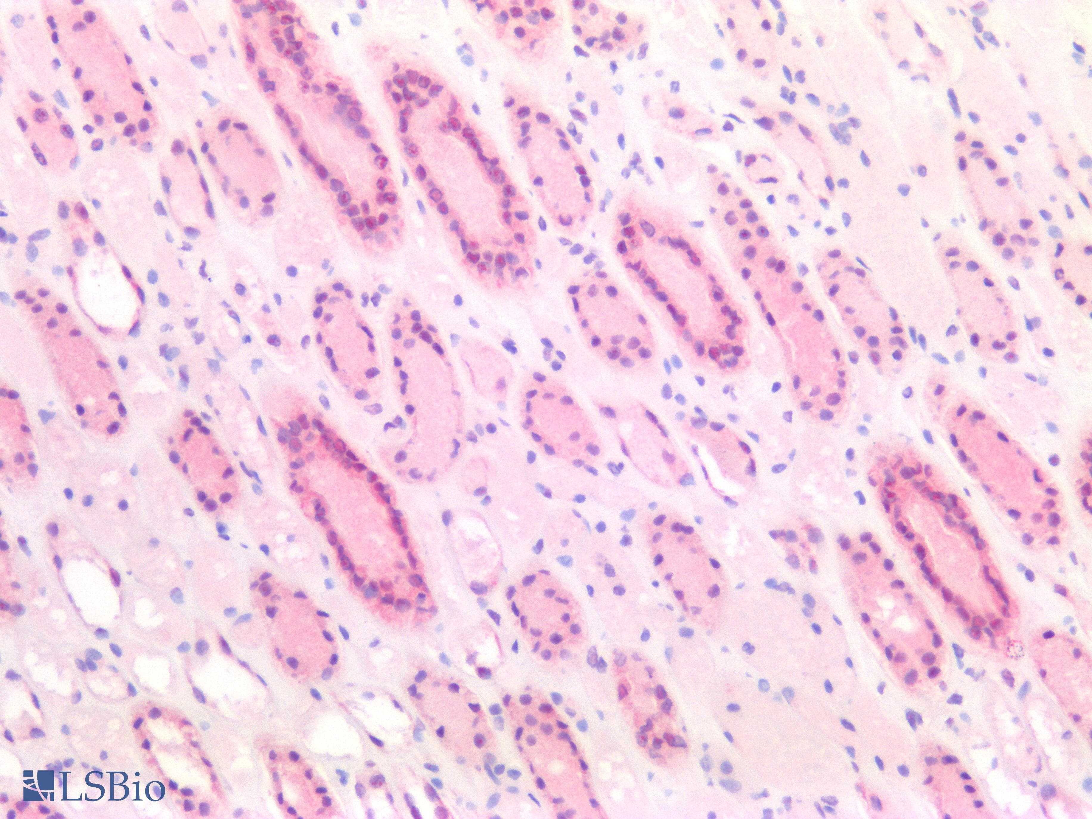 BCL2L1 / BCL-XL Antibody (clone OTI4A9)