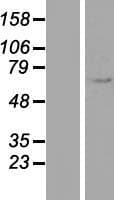 EEPD1 Protein (Over-Expression Lysate Myc-DDK (Flag))