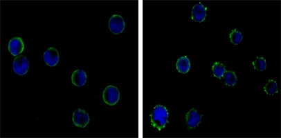 CD19 Antibody (clone 200)