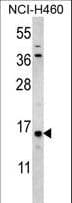 HIST3H3 Antibody (aa50-78)