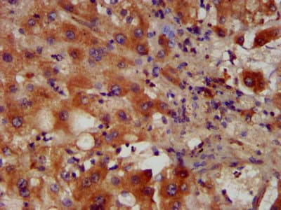 PACS2 Antibody