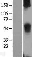 TAS2R38 Protein (Over-Expression Lysate Myc-DDK (Flag))