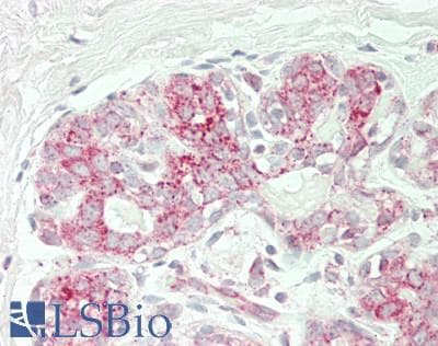 IHC-plus™ PTGES2 Antibody