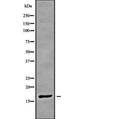 POLR2H / RPB8 Antibody
