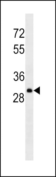 Monoclonal Mouse Anti-Human Lambda Light Chain Secondary Antibody (IHC, WB)