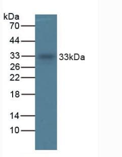 TPSAB1 / Mast Cell Tryptase Antibody (FITC)