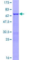Human POLB / DNA Polymerase Beta Protein (Recombinant GST)