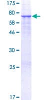 Human PSG3 Protein (Recombinant GST)