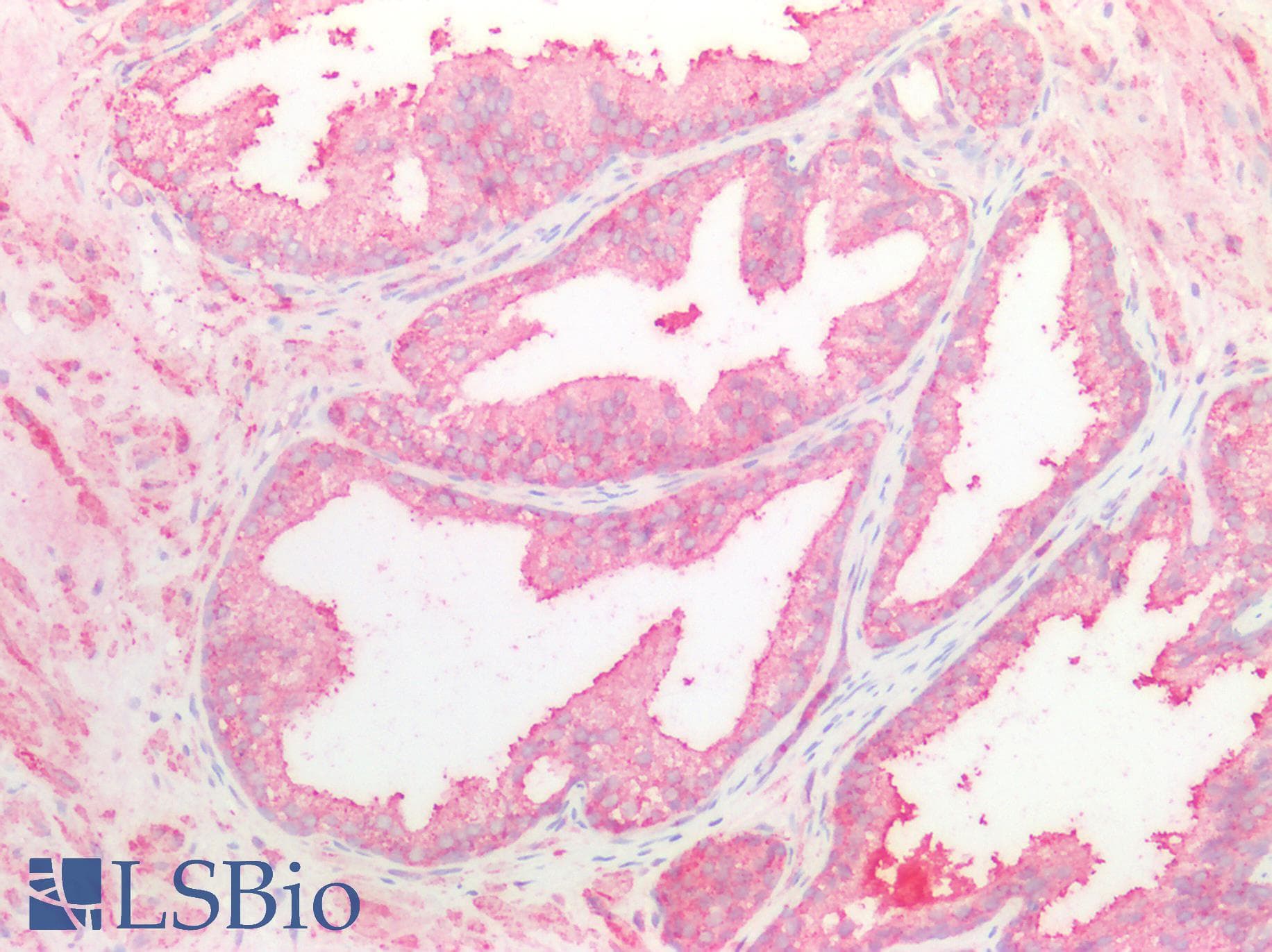 NOTCH2NL Antibody (aa1-236)