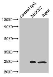 Polyclonal Rabbit anti-Human MOCS2 Antibody (IHC, IF, WB)