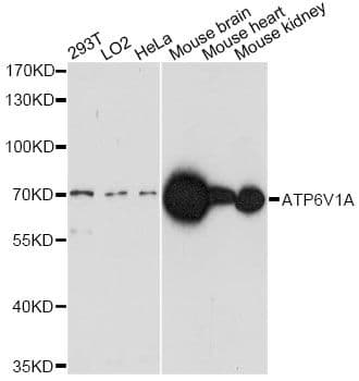 ATP6V1A1 / ATP6V1A Antibody