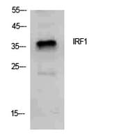 IRF1 / MAR Antibody