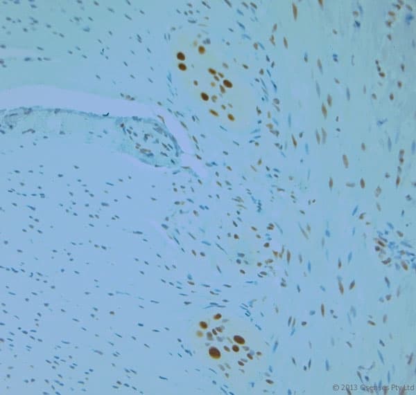 REEP6 Antibody (aa2-50)