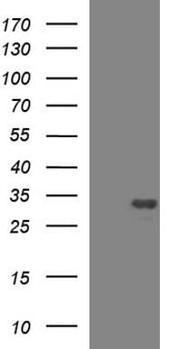 HSCB Antibody (clone OTI2D10)