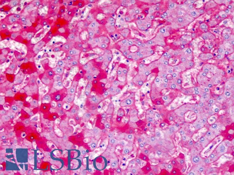 IHC-plus™ APOA1 / Apolipoprotein A 1 Antibody