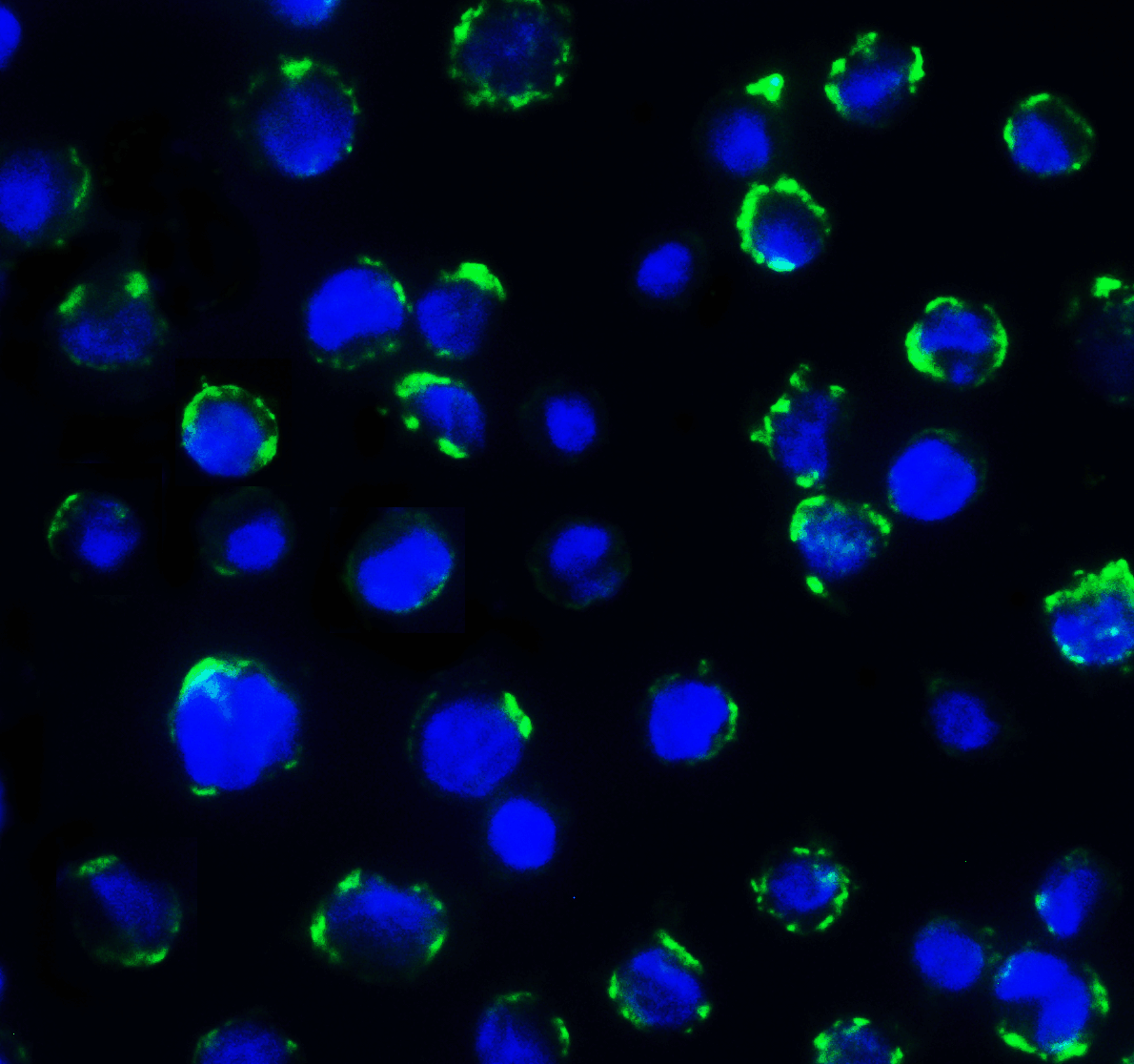CD276 / B7-H3 Antibody (clone 7B3)