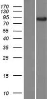 Human CASC1 Protein (Over-Expression Lysate Myc-DDK (Flag))