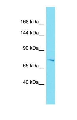 EFR3B Antibody (aa197-246)