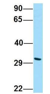 DPAGT2 / DPAGT1 Antibody (aa323-372)