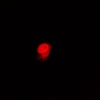 LMNB2 / Lamin B2 Antibody