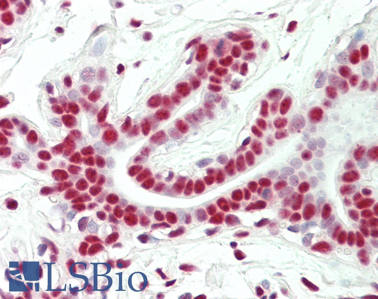 IHC-plus™ CHTOP / FOP Antibody (C-Terminus, clone KT64)