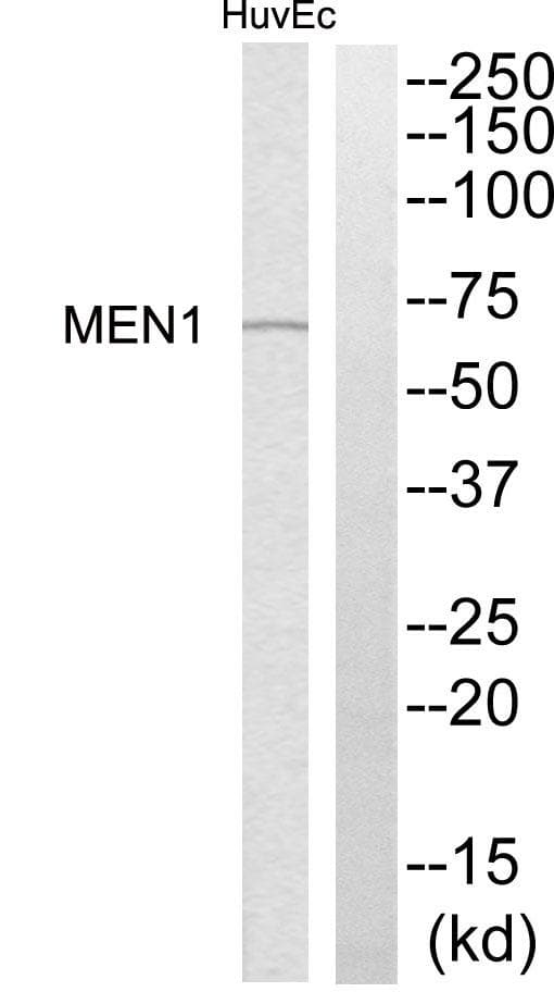 MEN1 / Menin Antibody