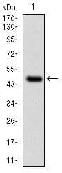 UBE2I / UBC9 Antibody (clone 1B10)