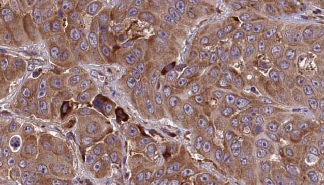 HTR3E / 5-HT3E Receptor Antibody