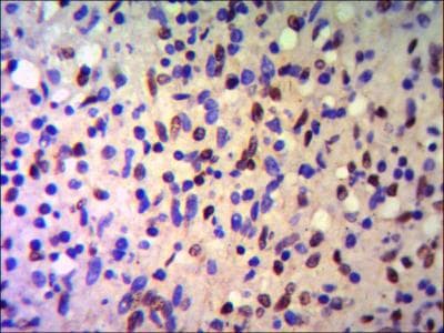 Monoclonal Mouse anti-Human TRIM28 / KAP1 Antibody (IHC, WB)