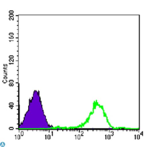 FAK / Focal Adhesion Kinase Antibody