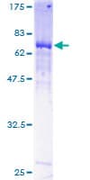 Human MYLIP / IDOL Protein (Recombinant GST)