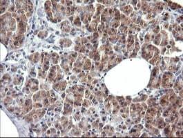 SYP / Synaptophysin Antibody (clone OTI1H9)