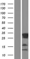 RITA1 / C12orf52 Protein (Over-Expression Lysate Myc-DDK (Flag))