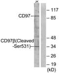 ADGRE5 / CD97 Antibody (aa512-561)
