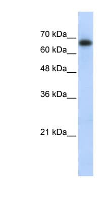 ZSCAN12 Antibody (aa151-200)