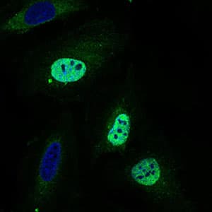 NELFA / WHSC2 Antibody (aa280-511, clone 6B11H8)