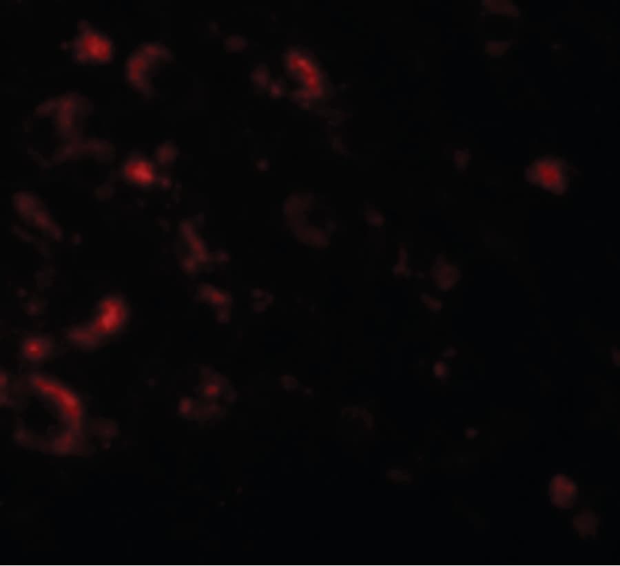 IHC-plus™ AXIN1 / Axin-1 Antibody