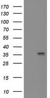 HMOX2 / Heme Oxygenase 2 Antibody (clone OTI4B2)