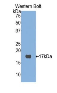 Histone H3 Antibody (aa1-136)